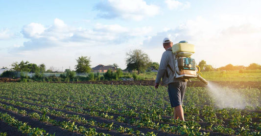 Farmer walking through large crops of potatoes while spraying a thin chemical mist with a fogger outdoors on a sunny day.