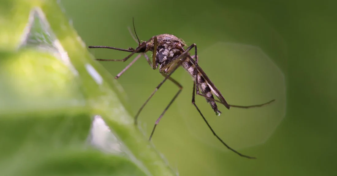 What To Consider Before Spraying for Mosquitoes